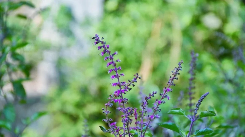 MEDICA HERBS Tulsi Święta Bazylia 450 mg 60 kaps