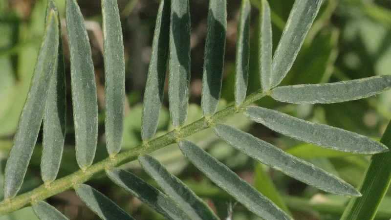 Medicaherbs Astragalus 580mg 10:1 60 kaps.