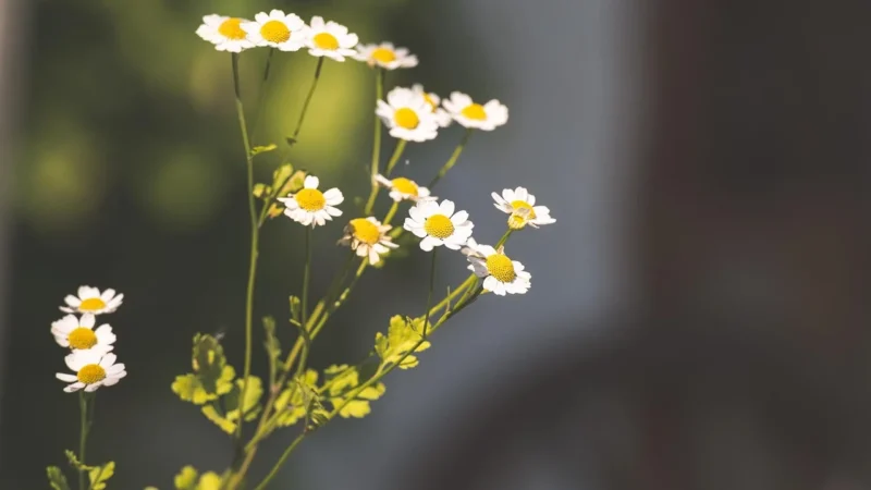 Medicaherbs Feverfew 5:1 300mg 60 kaps.