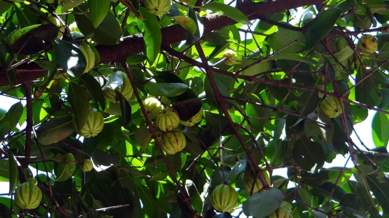 Medicaherbs Garcinia HCA 15:1 extr 400mg 60 kaps.