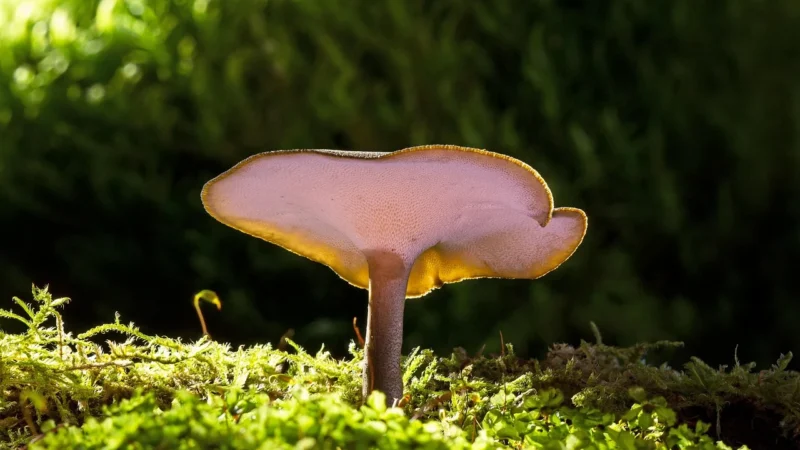Medicaherbs Reishi 4:1 450mg 60 kaps.