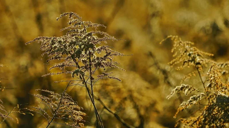 Medicaline Aliness – Nawłoć ,Solidago virgaurea L ekstrakt 10:1 500mg, 100kaps.