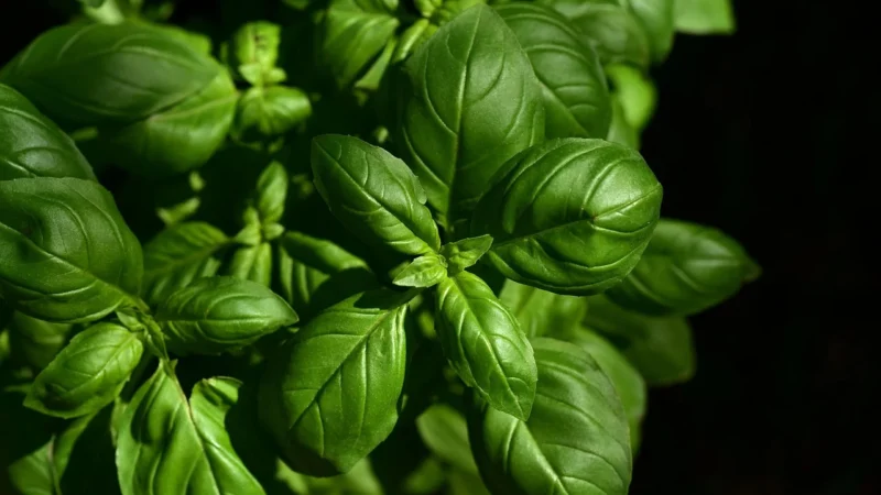 Medverita Andrographis ekstrakt 98% andrografolidów 60kaps
