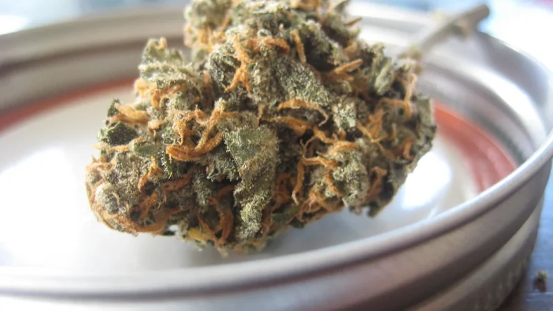 Medverita Kudzu ekstrakt z korzenia 40% Izoflawonów 500mg 100kaps.
