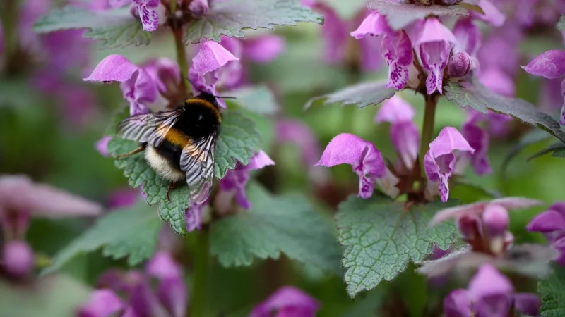 Medverita Tribulus Terrestris buzdyganek 90% saponin 60 kaps