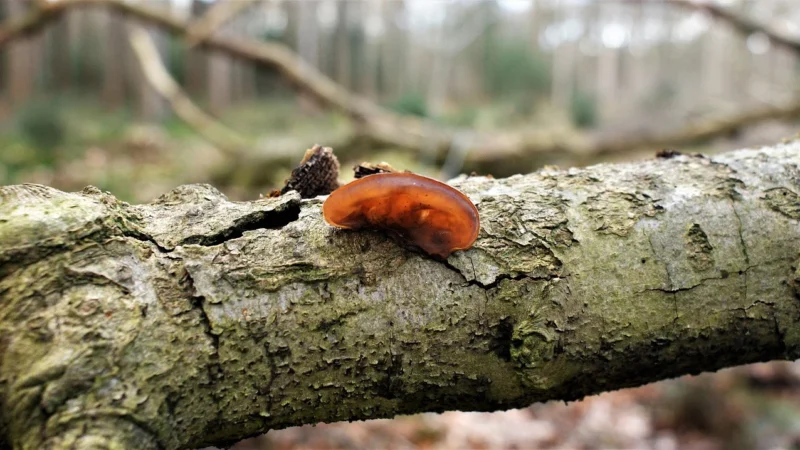 MycoMedica Auricularia Uszak Bzowy 90kaps.