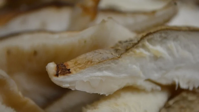 MycoMedica Polyporus Żagiew Wielogłowa Grzyb 90kaps