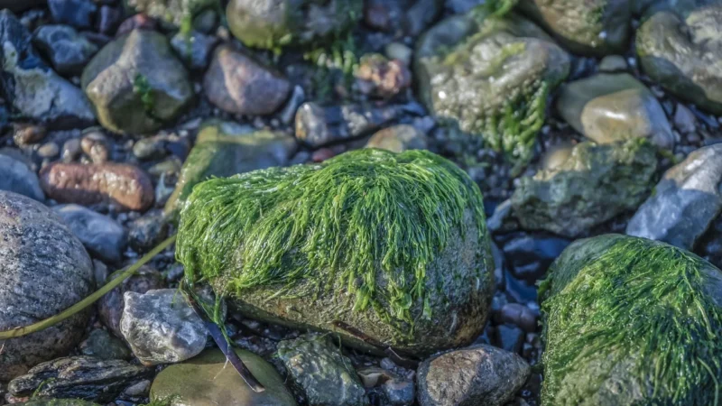Myvita Chlorella 250 Tabl.