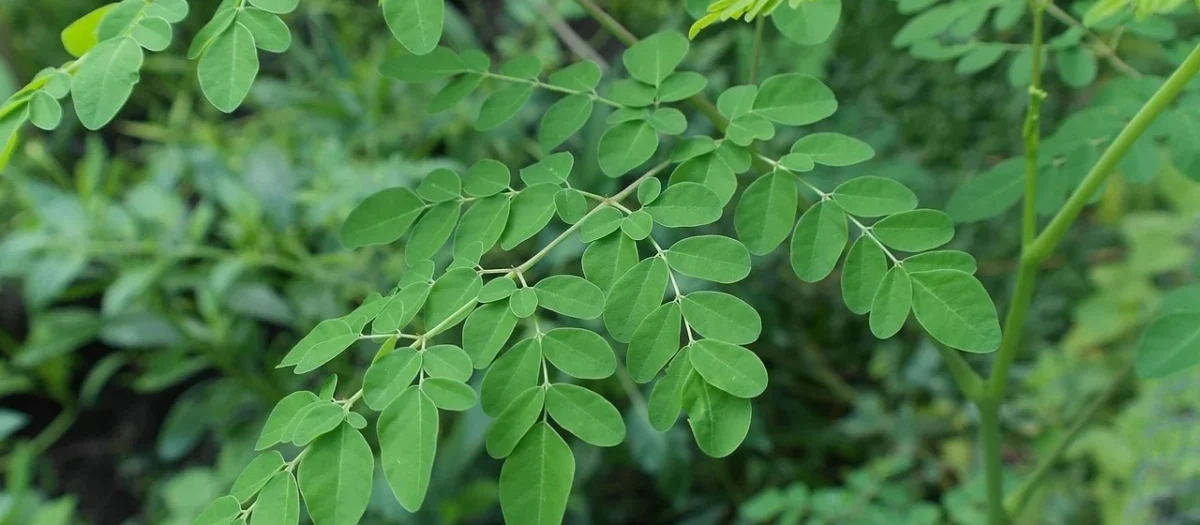 MYVITA moringa oleifera 350mg 60 kaps