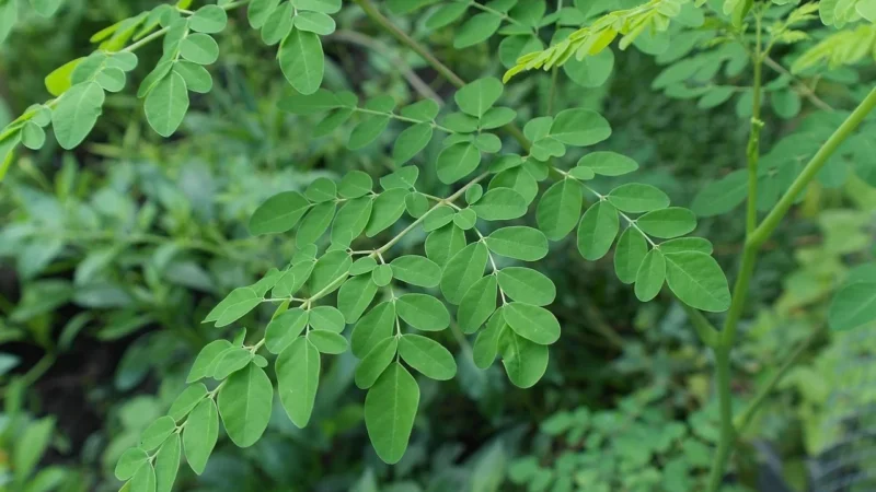 MYVITA moringa oleifera 350mg 60 kaps