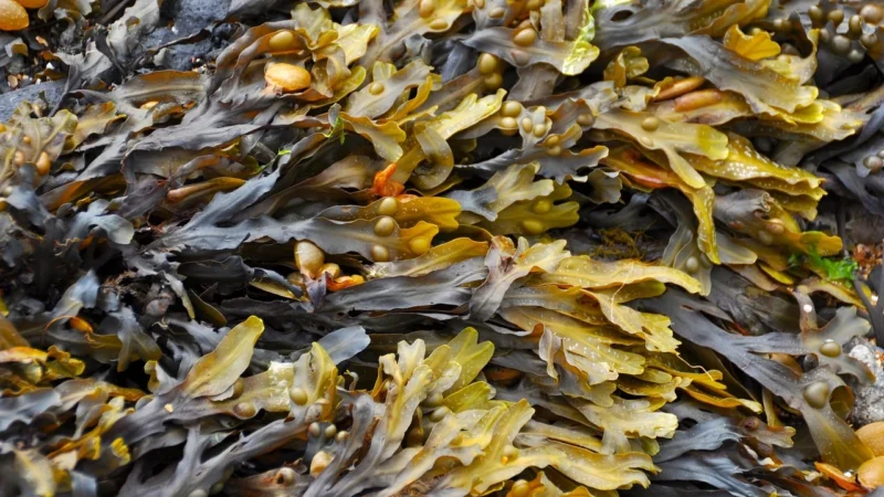 Myvita Silver Pure 100% Kelp Bio 60 kaps