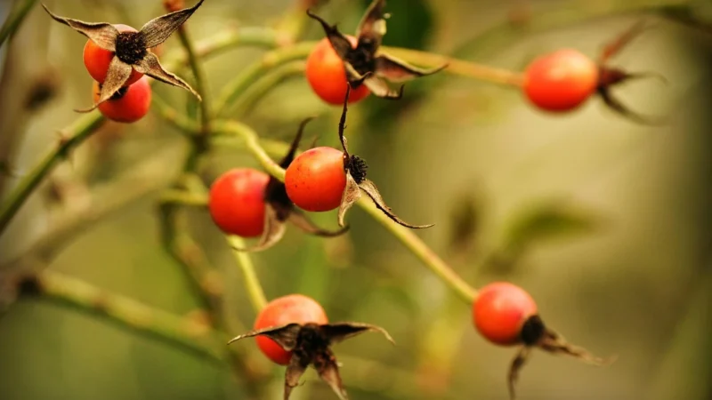 Myvita Witamina C Dzika Róża Bioflawonoidami 100 T