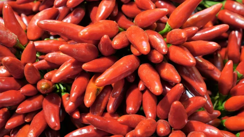 MyVita Witamina C lewoskrętna 250g