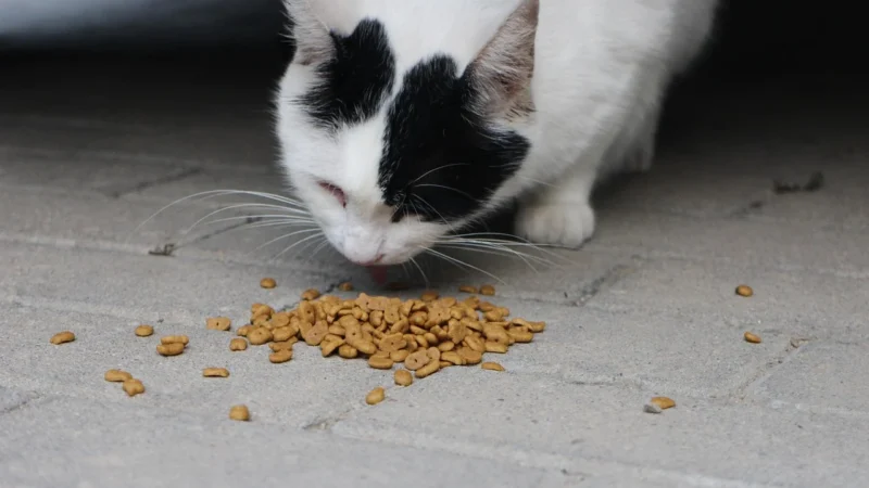 N & D Cat Low Ancestral Grain Neutered kurczak i owoc granatu 5kg