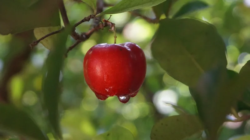 Natur Planet Acerola Ekstrakt w proszku 250 g
