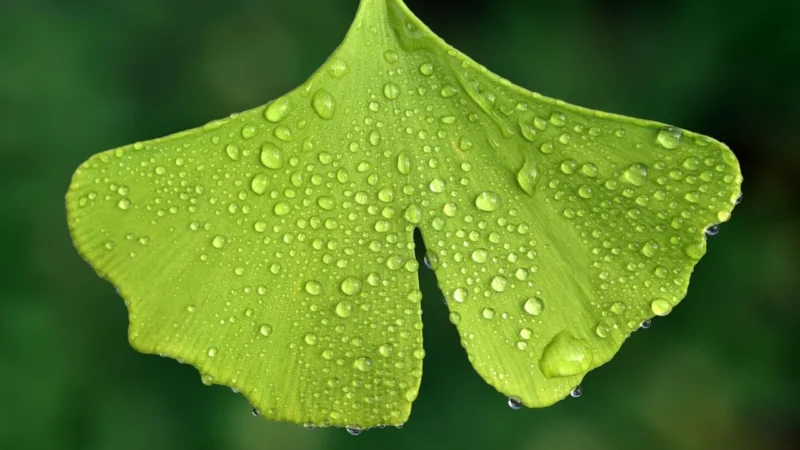 Nexon Ginkgo Biloba Max 60 tabl