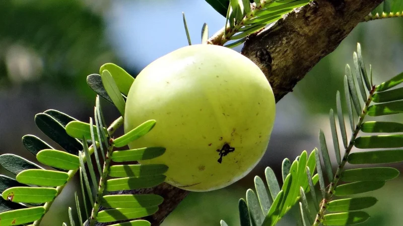 Noble Health Amla 60kaps.