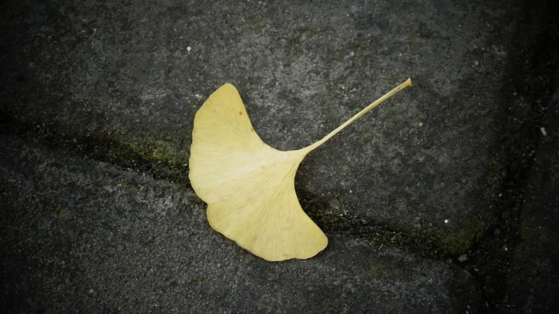 Novativ Ginkgo Biloba 120 complex, kaps., 60 szt