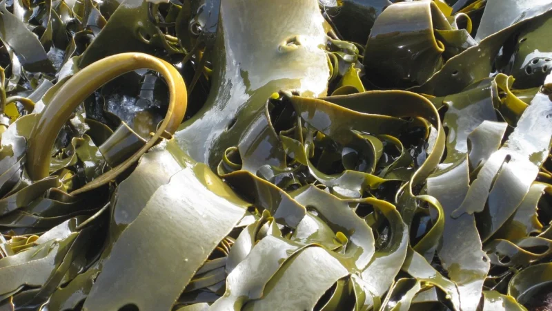 Olimp Kelp 60 tabl.