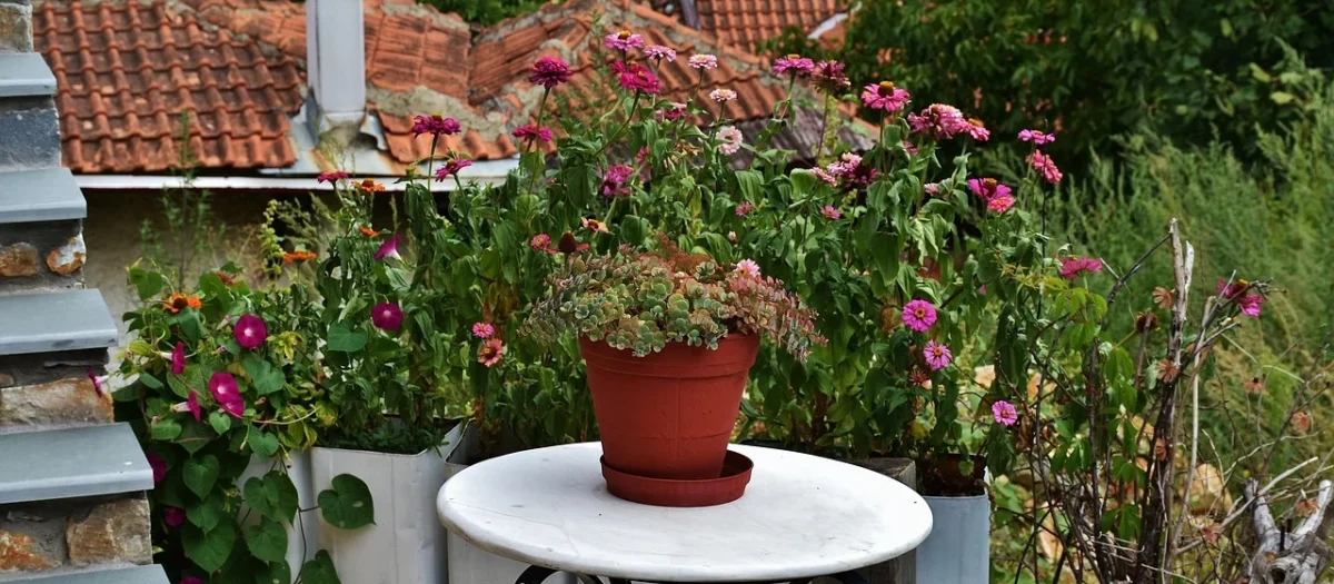 Olimp L-karnityna 500 forte plus 60 szt