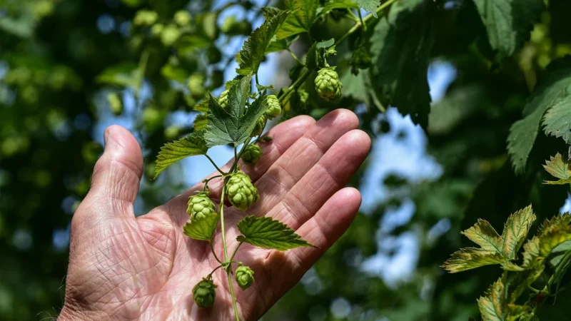 Ostrovit Szyszka Chmielu Vege 90kaps.