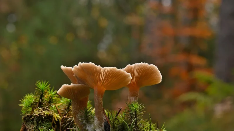 OXYCELL 3 KONCENTRAT REISHI , SHITAKE , MAITAKE 50 KAPSUŁEK