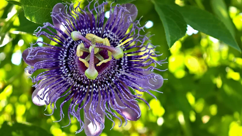 PASSIFLORA INCARNATA męczennica cielista 500mg 120 kaps