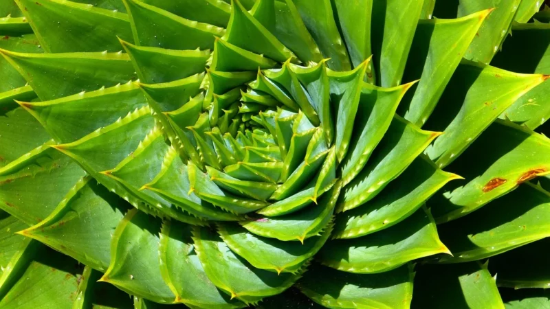 Perfecta Pomadka nawilżająca do ust Aloe vera + Malina 5 g