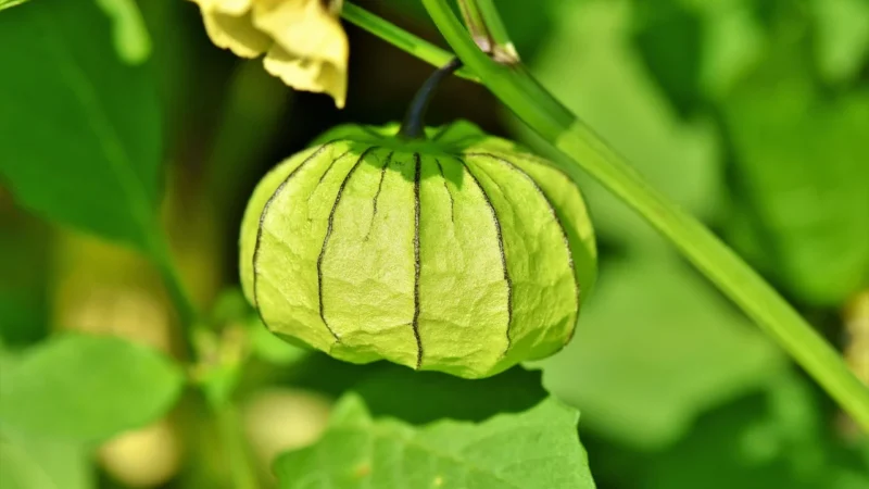 Physalis Suplement diety Krill Omega 3 30 kaps.