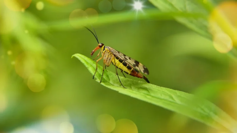 PHYTOBIOSIS TOTAL – wsparcie odporności