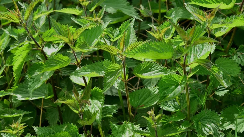 POKRZYWA ZWYCZAJNA Nettle Root 60kaps. MEDICA HERBS Układ Moczowy Zdrowa Prostata
