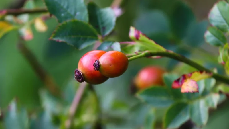 Polska Róża Proszek (Naturalna Witamina C) 55g