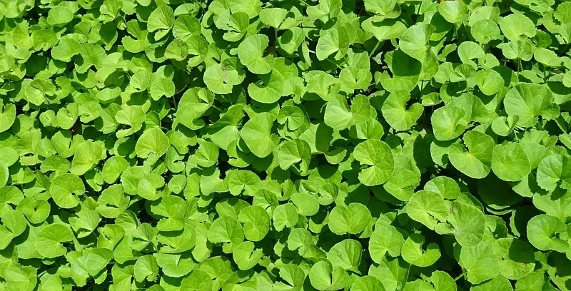 Progress Labs Brahmi Bacopa Monnieri 200mg ekstrakt 20:1 120kapsułek