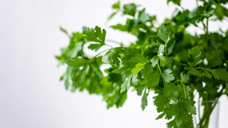 Protokół – podstawowy z Andrografisem MEDICA HERBS