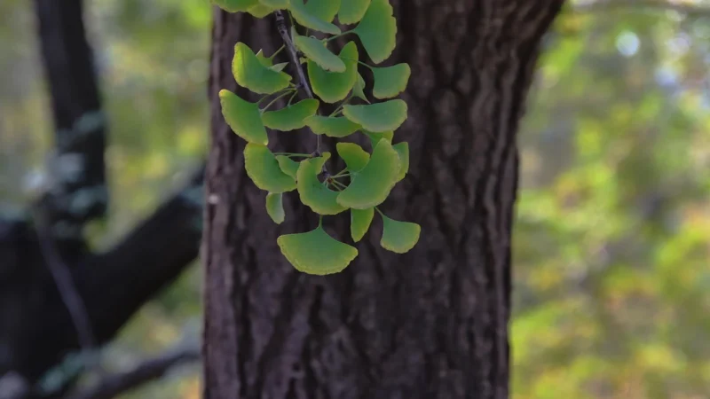 Pure Encapsulations Ginkgo forte 60 kaps.