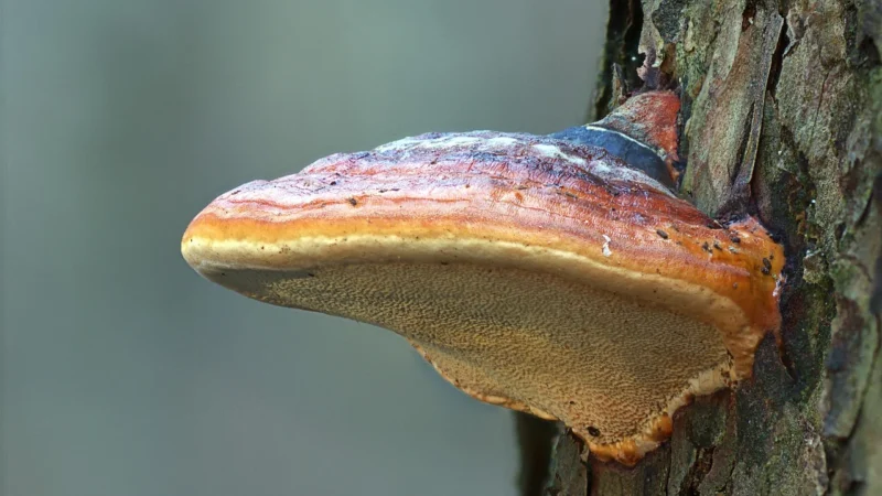 Reishi 90 Kapsułek Hepatica