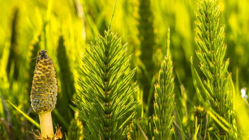 Skrzyp z biotyną FORTE VITTER BLUE 45tabl