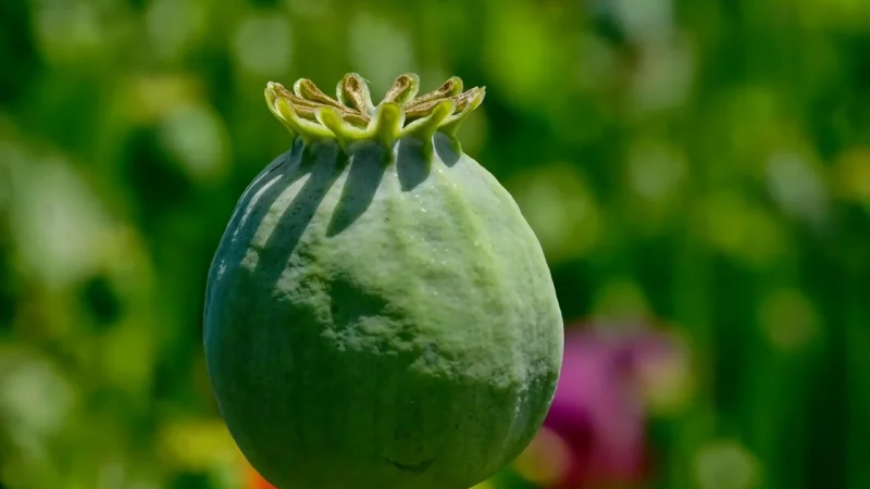 Solgar Jelitowa flora bakteryjna 120kaps.