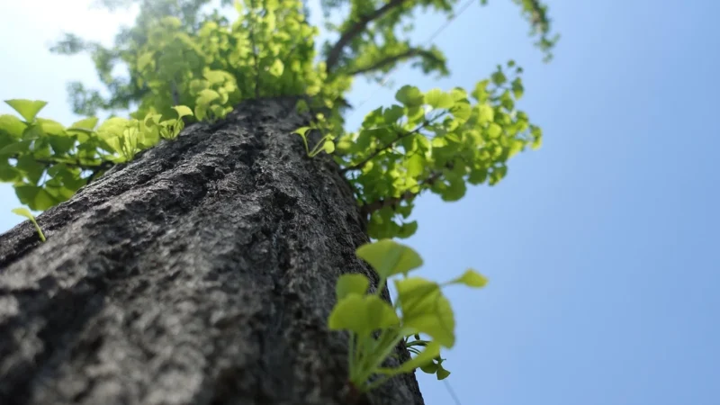 Solgar Pamięć I Koncentracja Zestaw Wyciąg Z Liści gingko Biloba 60Kaps. + Magnez Chelat Aminokwasowy 100Tabl.