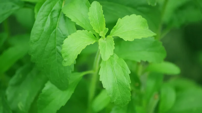 Stevia 60 ml