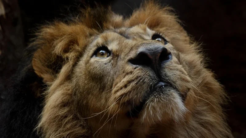 Swanson Full Spectrum Lion Mane 60 Kapsułek 56498