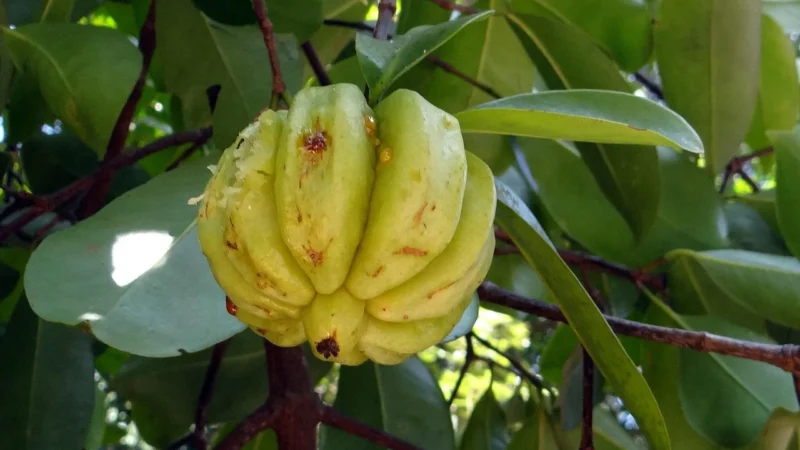 Swanson Garcinia Cambogia extract 80mg 60 kaps.