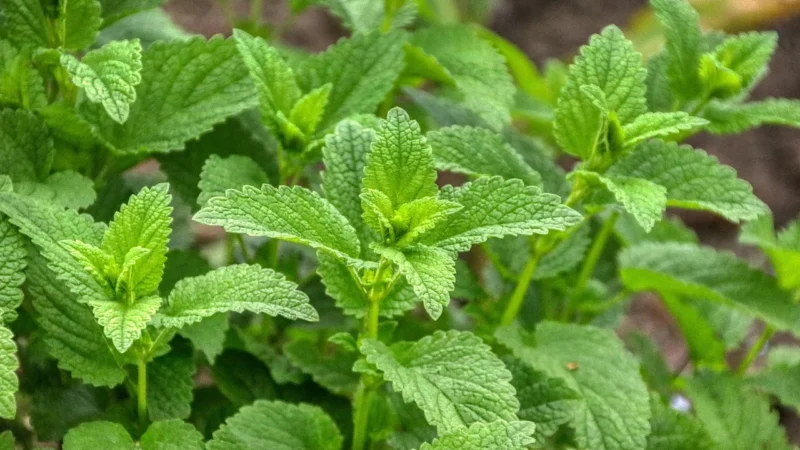 Swanson Lemon Balm 500mg 60 kaps.