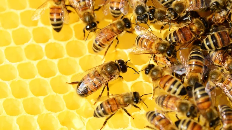 Tantum Natura smak pomarańczowo-miodowy 15 past. z cynkiem