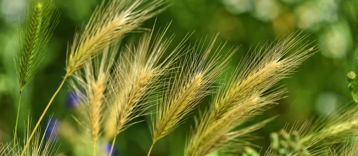 Trawa z młodego jęczmienia ( Hordeum vulgare) – sproszkowany SOK – 50 g.