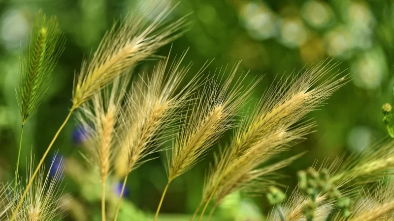 Trawa z młodego jęczmienia ( Hordeum vulgare) – sproszkowany SOK – 50 g.