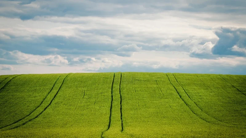 Trawa z młodego jęczmienia ( Hordeum vulgare) – sproszkowany SOK – 100 g.