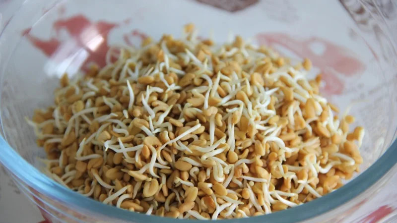 UNS Kozieradka 500mg Ekstrakt 13:1 90vegcaps