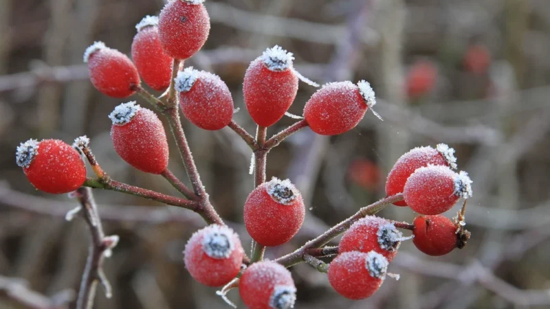 Verdin Fix Zioła Z Owocami Leśnymi 20 Saszetek