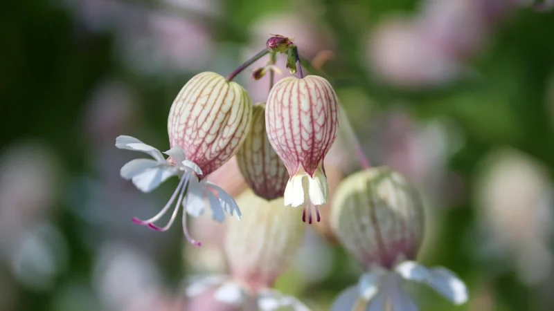 Visaxinum D 30 tabl.